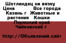 Шотландец на вязку › Цена ­ 1 000 - Все города, Казань г. Животные и растения » Кошки   . Пермский край,Чайковский г.